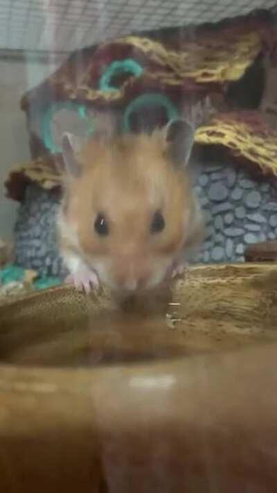 Is it better for hamsters to drink from a dish or a Water bottle feeder?