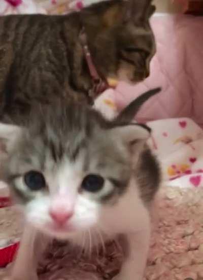 Smol fugitive on the run after bath time