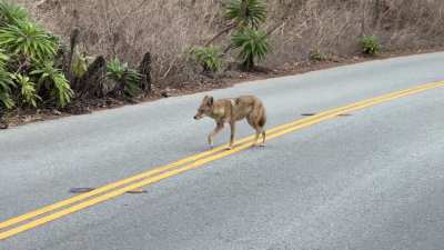 Early morning out and about [OC] 🐾❤️
