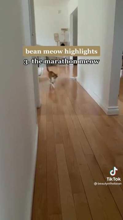 Bean and his many meows (via @/beautyandthebean on TikTok)