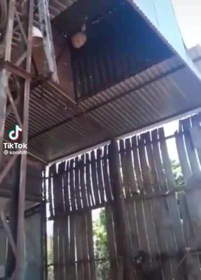 Removing a wasp nest in style.