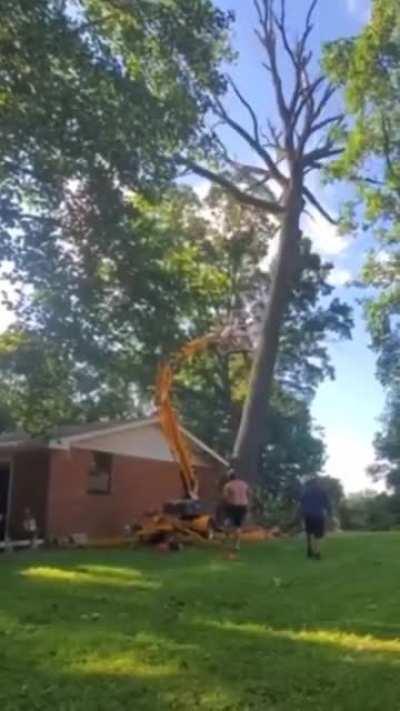 If I use a Genie Lift to knock over a giant tree.