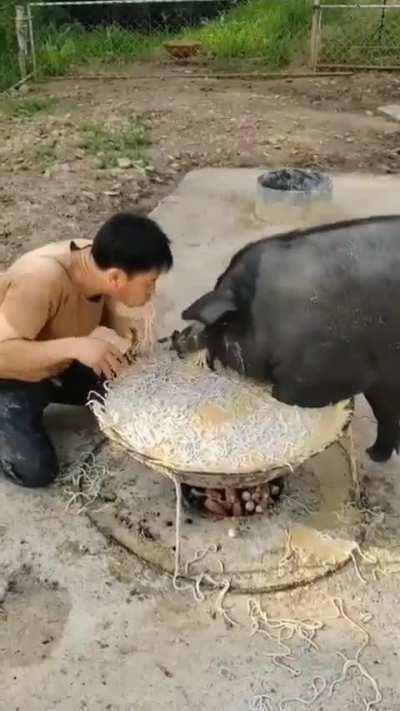 Just sharing some noodles with the pet pig