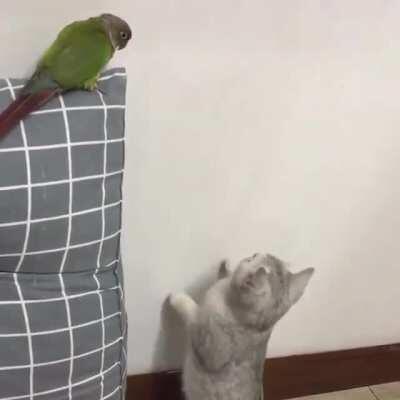 “I’m just checking the walls”