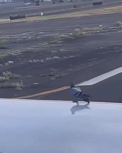 bird trying to cut corners