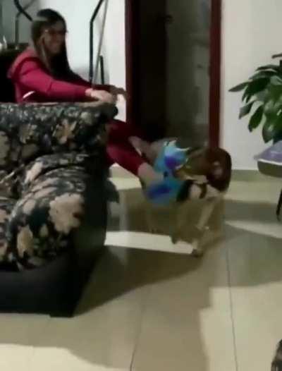 Trabalhar de casa tem dessas