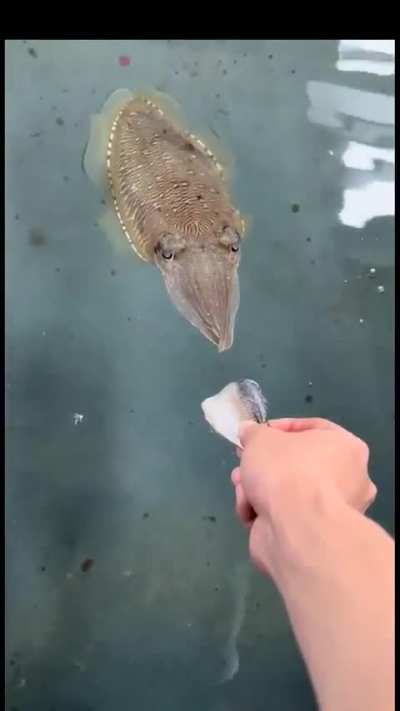 Cute Cuttlefish
