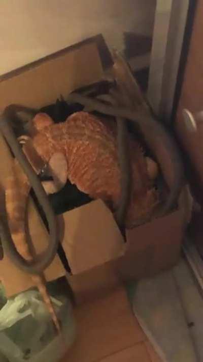 she would rather rest in a cardboard box than the little cloth bed i got for her </3