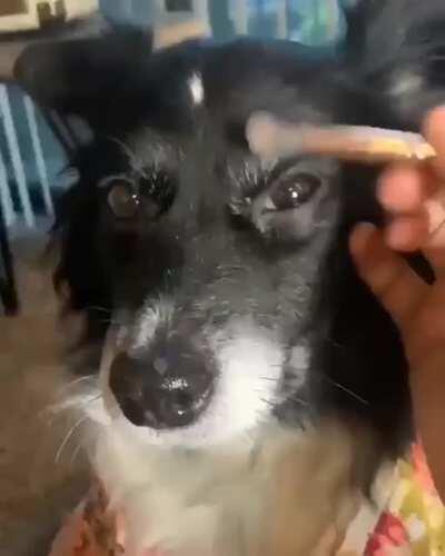 Dog make up tutorial