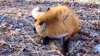 If it sounds like a dolphin, it might be a fox