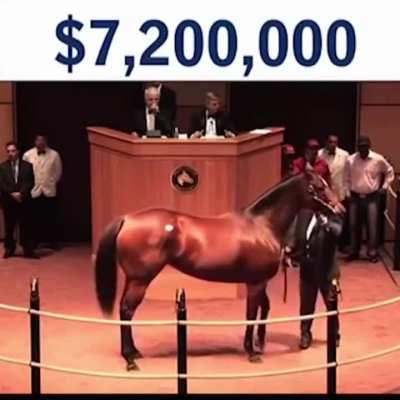 Horse sells for record $10,000,000 at auction