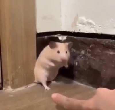 Startled hamster with audio