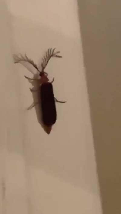A bitch eyelash bug