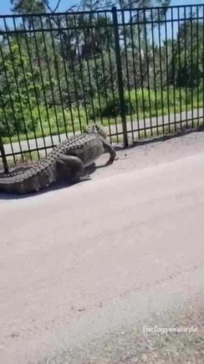 Alligator finding weak spots to break through a fence that's too high for it to climb