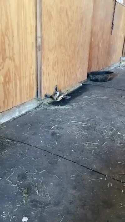 Matt locks himself in the horse stable again