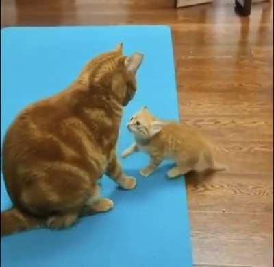 Bold attack leaves victim stunned