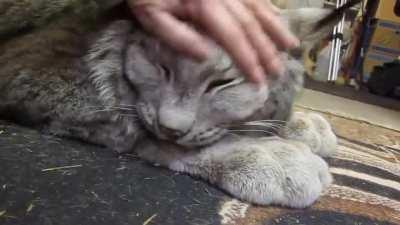 Max Canada Lynx. I'm Big Baby! Все любят котиков!