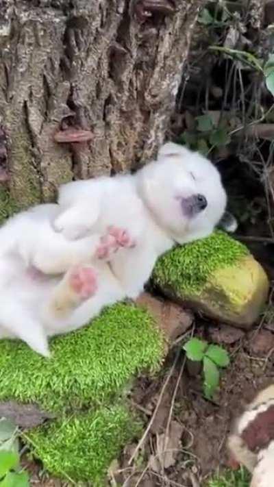 Puppy became one with Nature