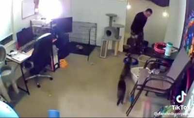 Take care of friend's cats