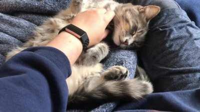 The biscuit blankie lures her in but the belly rubs convince her to stay