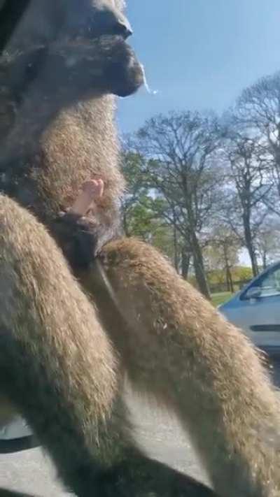 Thanks, I hate monkey eating his own cum