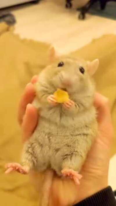 ❤️ I proudly present the happiest, fluffiest serotonin potato