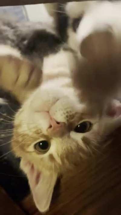 ViCiOuS WoLf dEvOuRs HeLpLeSS fEliNe