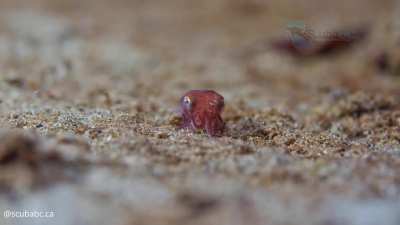 illegallysmolanimals