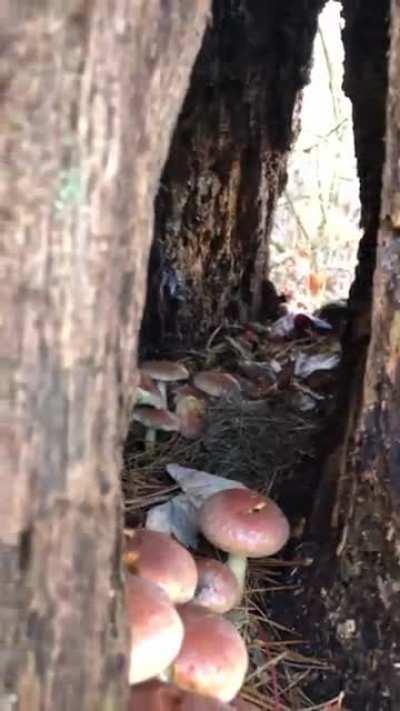 Neat stump I found by my tree stand