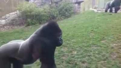 QI negativo inferior