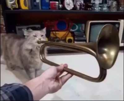 Gato tocando trompete