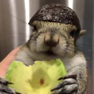 Ardilla comiendo palta 😀