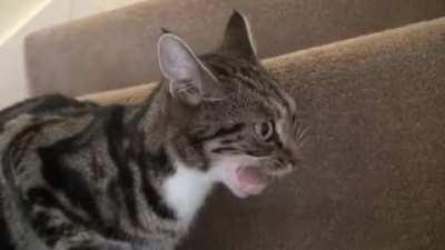 Biting more than he could chew.