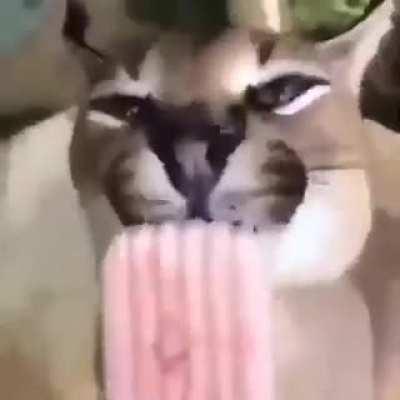 Big floppa’s moldy birthday party