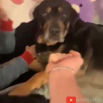 Só o meu dog que não faz nada?