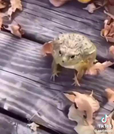Sapo cururu 🐸
