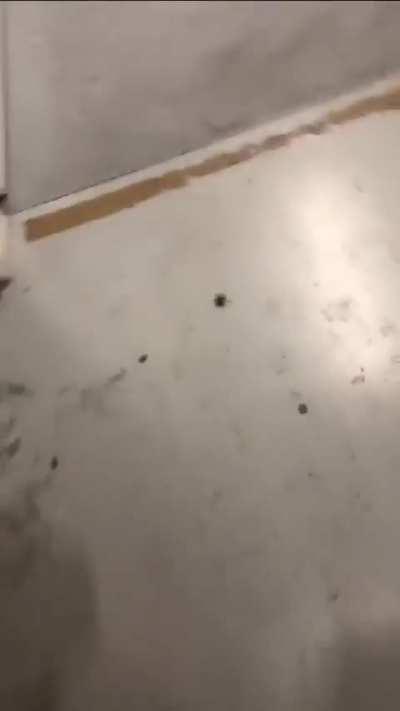 40% Spiderman 60% beatbox