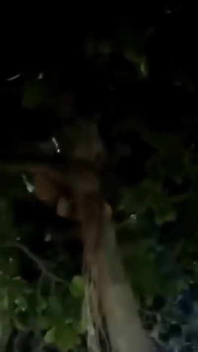 Drunk woman decided to be Tarzan and climb up a tree.