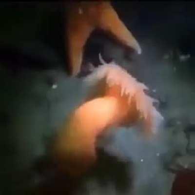 Drake the type to watch this when no one is around