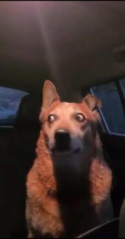 Shocked dog being shocked