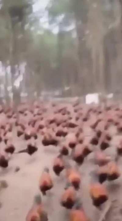 Galli dominus, He who commands the flock