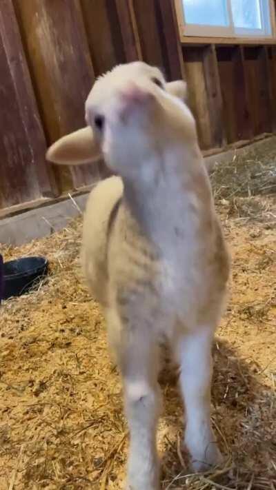 River practicing his leaping lamb skills at Woodstock Farm Sanctuary