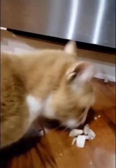 that's not a cat, that's a vacuum