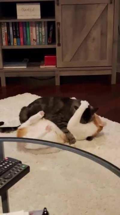 My wife and I moved our two male cats in with us last year. Is this normal?