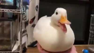 Cute duck sings you a song.