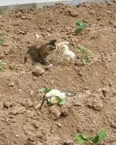 DONT TOUCH THE CHILD