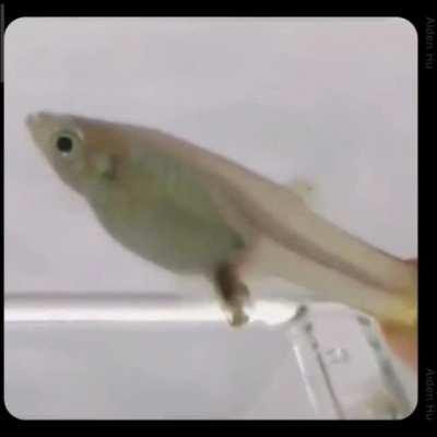 It speedran its life