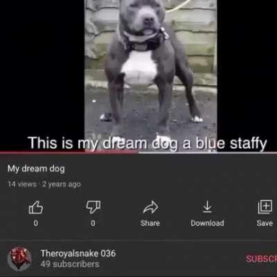 dream dog