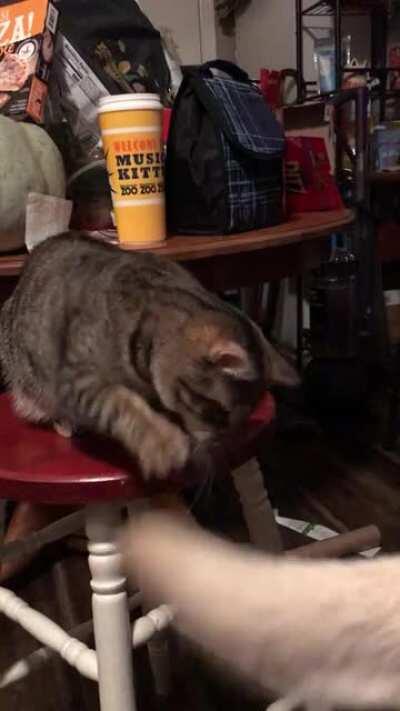 My dog’s tail is the best toy