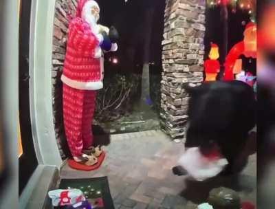 Bear being a porch pirate